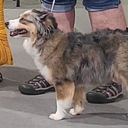 Miniature Australian Shepherds and Toy Australian Shepherds from Spirited Dreams Toy Aussies