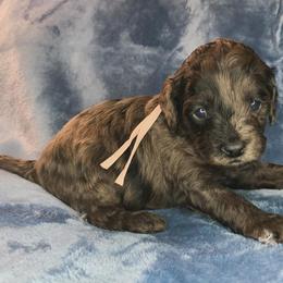 Jovie - Merle female Cockapoo puppy in Bedford, Iowa from Our Father’s Doodles