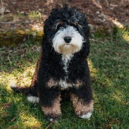 Athena - Bernedoodle