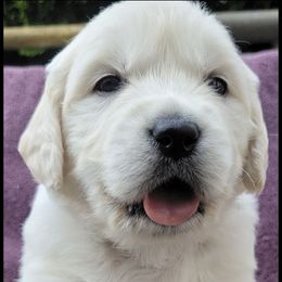 Boy 4 - Light golden male Golden Retriever puppy in Marysville, Washington from Alpine Valley Ranch-European English Cream Golden Retriever