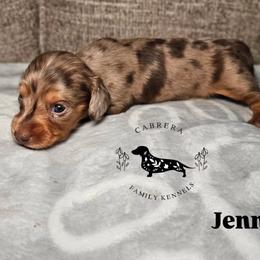 Jenni - Dapple female Dachshund puppy in Modesto, California from Cabrera Family Kennels