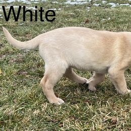 Labrador Retriever Puppies from Dutson Labs