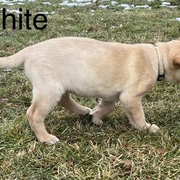 Labrador Retriever Puppies from Dutson Labs