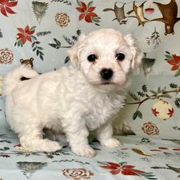 Coton de Tulear Puppies from Cooks’ Cotonpoos