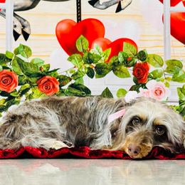 Paddy - Dachshund