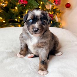 Pine - Blue merle male Miniature American Shepherd puppy in Idaho Falls, Idaho from Sugartop Minis