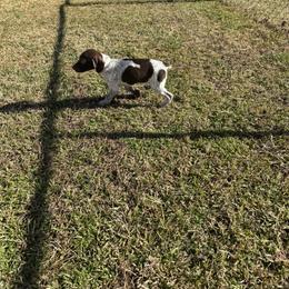 German Shorthaired Pointer Puppies from Nakeyta Morgan