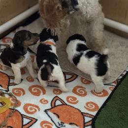 Wire Fox Terrier puppies from What the Fox - Wire Fox Terriers