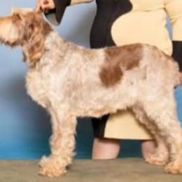Boy 6 - White male Spinone Italiano puppy in Kent County, Delaware from Ilvolare Spinone