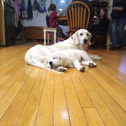 Golden Retriever Puppies from Hope Hollow Retrievers