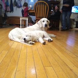 Golden Retriever Puppies from Hope Hollow Retrievers