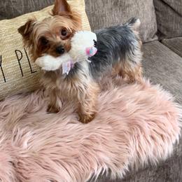 Aubree - Blue and gold female Yorkshire Terrier puppy in Clay, New York from Jill Brown