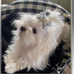 Maltese Puppies from Alpine Meadow Maltese