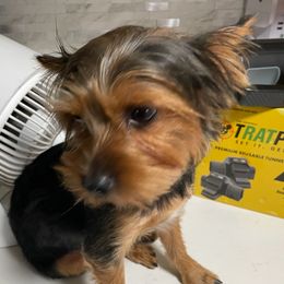 Charlie - Yorkshire Terrier