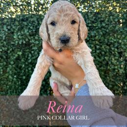 Reina - Apricot female Goldendoodle puppy in Miami, Florida from Kalidoodlee