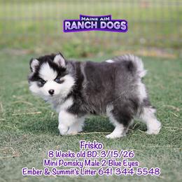 Frisko - Black and white male Pomsky puppy in Humeston, Iowa from M.A.R. Dogs