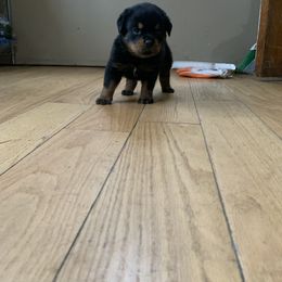 Rottweiler Puppies from Rottweiler Land