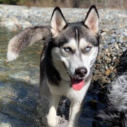 Siberian Huskies from Bed and Barkfest