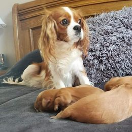 Delilah  - Cavalier King Charles Spaniel
