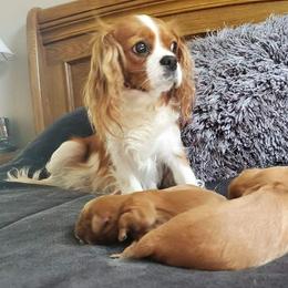 Delilah  - Cavalier King Charles Spaniel