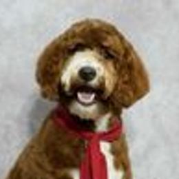 Charles - Goldendoodle