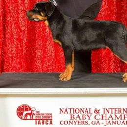 Rottweiler Puppies from Aliece's Rottweilers