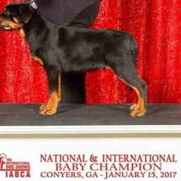 Rottweiler Puppies from Aliece's Rottweilers