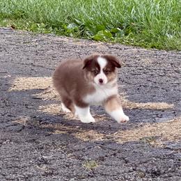Tammy - Red tri-color female Miniature American Shepherd puppy in Hillsboro, Kentucky from Kidd’s Miniature American Shepherds