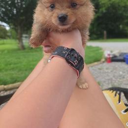 Aurora - Orange parti female Pomeranian puppy in Chattanooga, Tennessee from Valley Poms