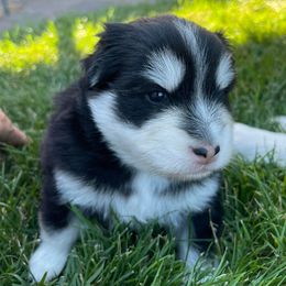 Pomskies from BeYoutifully Perfect Pomskies