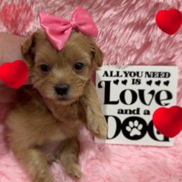 Melon - Apricot female Maltipoo puppy in Apple Valley, California from Boujeepups