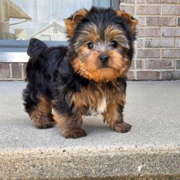 Boomer - Blue and gold male Yorkshire Terrier puppy in Monticello, Iowa from Ashley’s Puppies