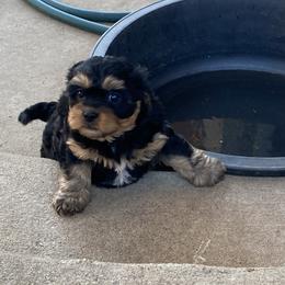 Cavapoo Puppies from Wright cavapoos