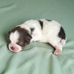 AKC-Domino - Liver and white male Shih Tzu puppy in Mooresville, North Carolina from Juji Shih Tzu