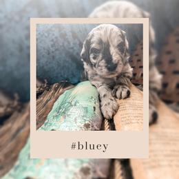 Goldendoodle Puppies from The Dood Effect