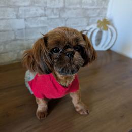 Sweet Cordelia - Sable female Shih Tzu puppy in West Pawlet, Vermont from Morgan's Shih Tzus