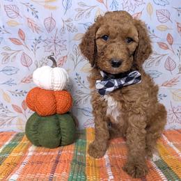 Gage - Apricot male Goldendoodle puppy in Yale, Michigan from Angie's Goldendoodles/Angies doodles LLC