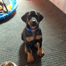 Doberman Pinscher Puppies from Jensen Dobermans