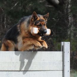 German Shepherds from Von Mathausen German Shepherds