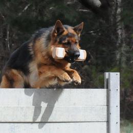 German Shepherds from Von Mathausen German Shepherds