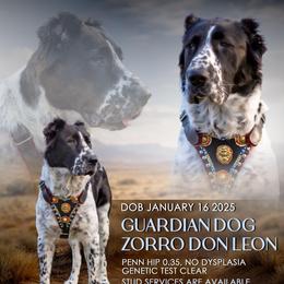 ZORRO - Central Asian Shepherd Dog