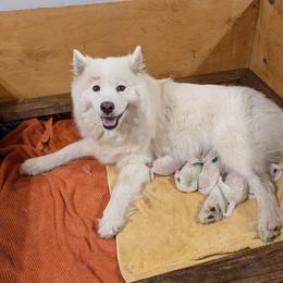 Girl 1 - White female Samoyed puppy in Effingham, Illinois from The Office Pups
