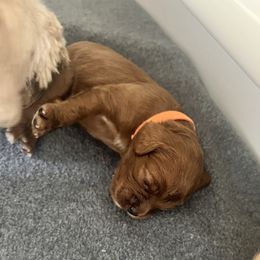 Cockapoo Puppies from Brevard County Cockapoos