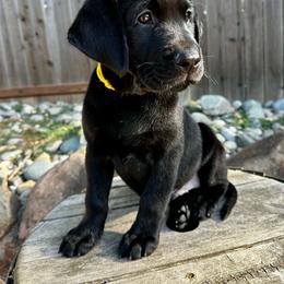Fitzroy - Yellow Collar - Black male Labrador Retriever puppy in Galt, California from On My Side Kennels