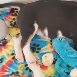 Bull Terrier Puppies from Rockbuster Bull Terriers