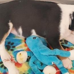 Bull Terrier Puppies from Rockbuster Bull Terriers