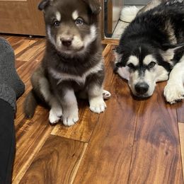 Alaskan Malamute Puppies from Fawn River Malamutes