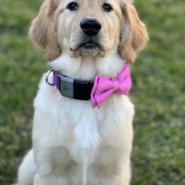 Golden Retriever Puppies from Morgan’s Heart of Gold Retrievers