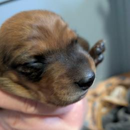 Rose - Red female Dachshund puppy in Filer, Idaho from Snake River Dachshunds