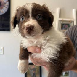 Olive - Red tri-color female Australian Shepherd puppy in Weeki Wachee, Florida from Ace of Spades Australian Shepherds